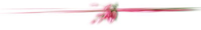 tulipa, 1,3MB